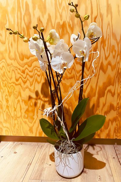Orchidee