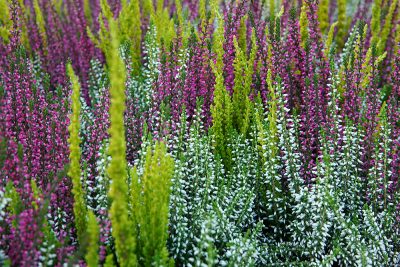calluna_trio
